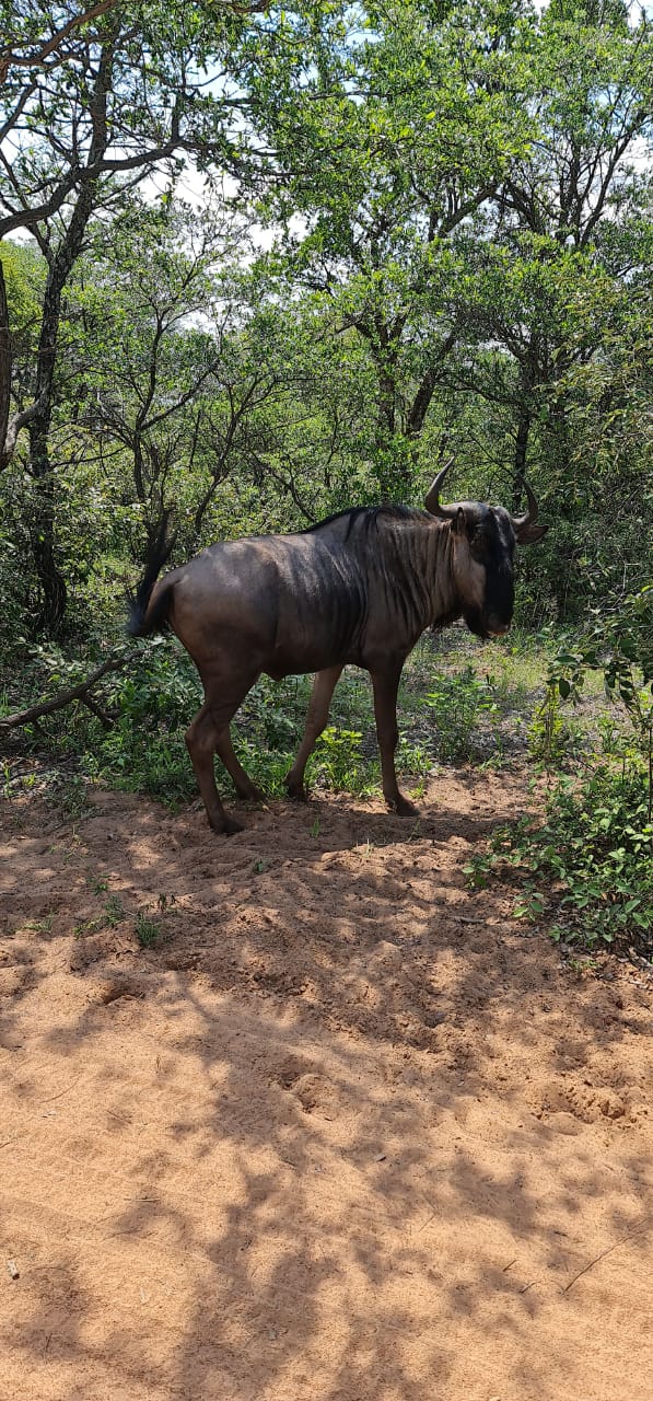 Blue Wildebeest