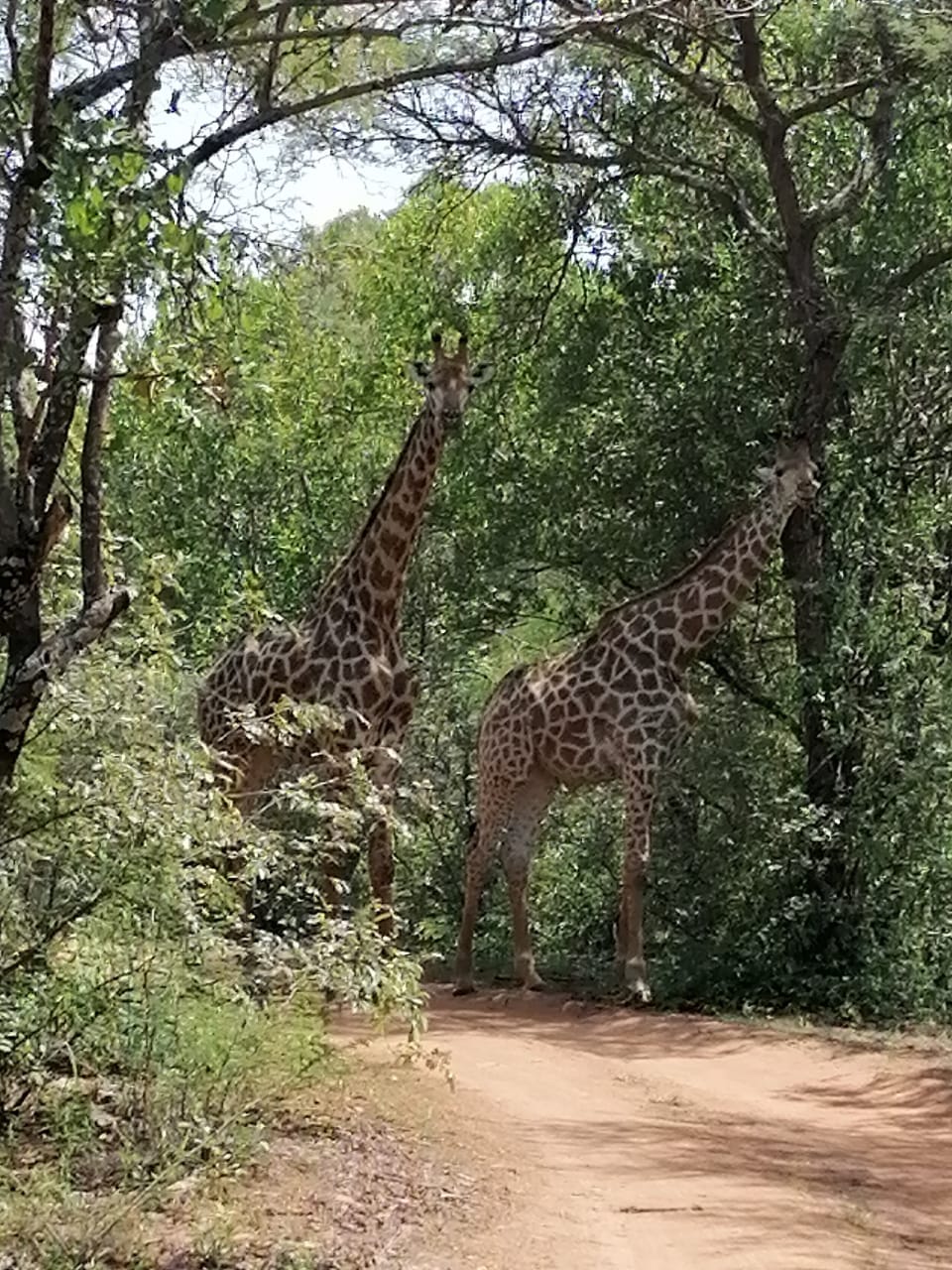 Giraffe - Road