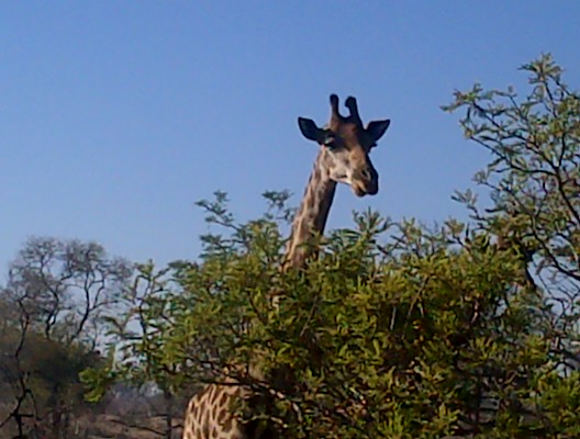Giraffe - Tree Top