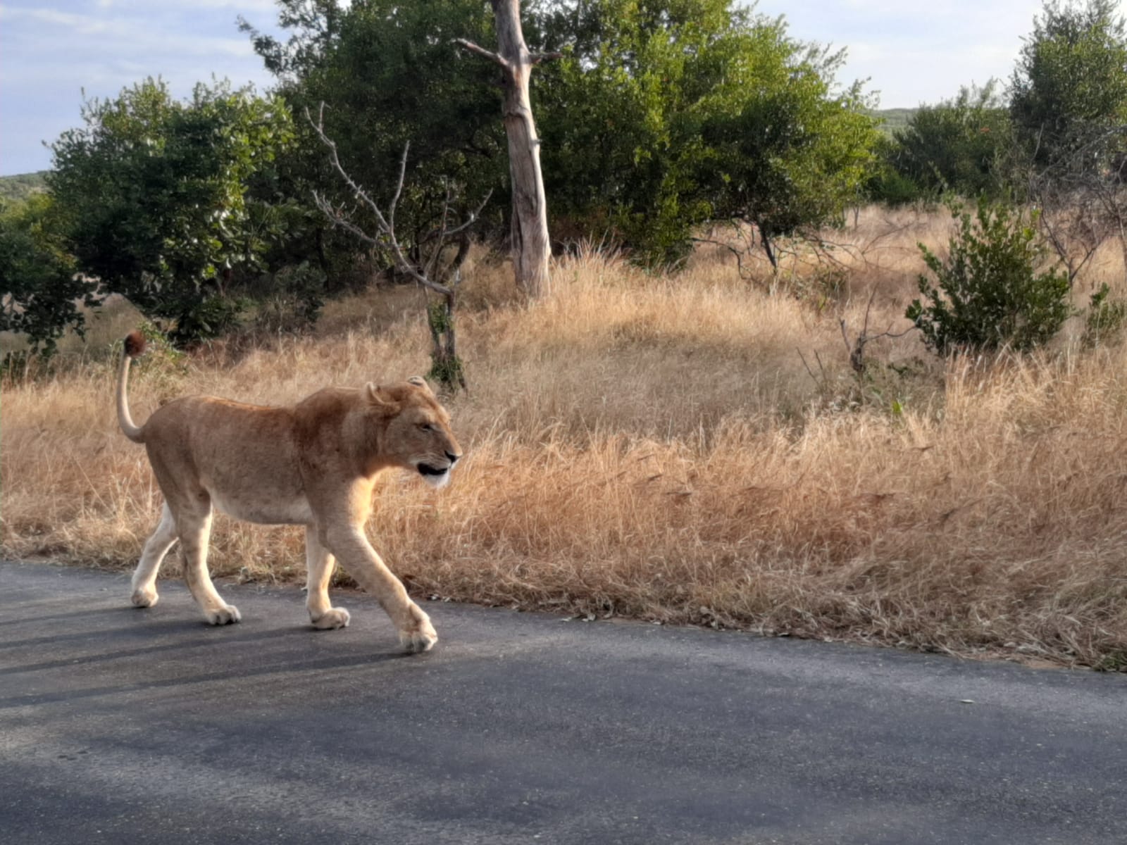 Kruger - Leeu