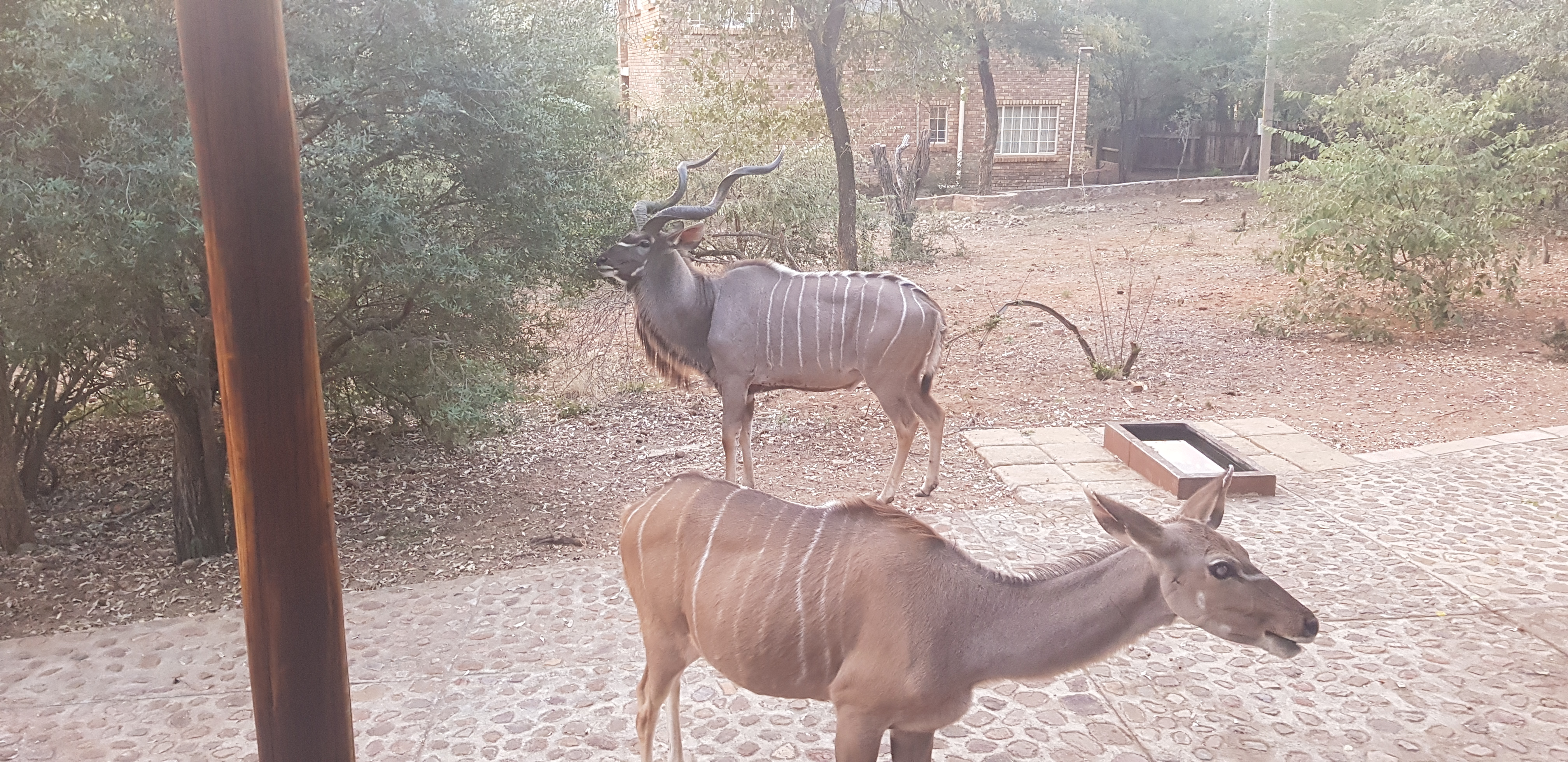 Kudu & Wildebeest