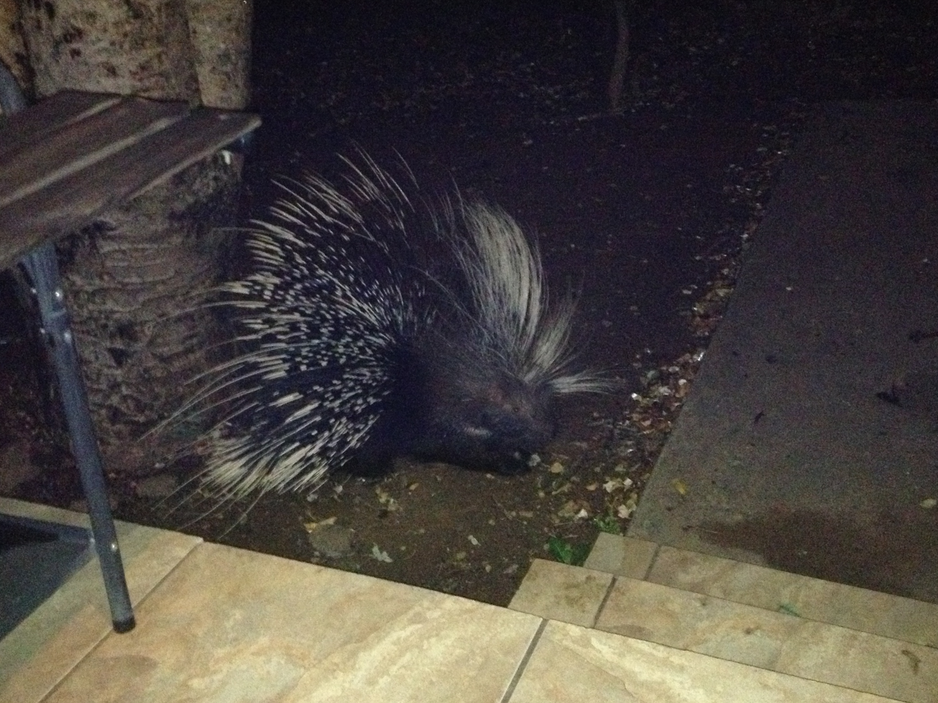 Porcupine