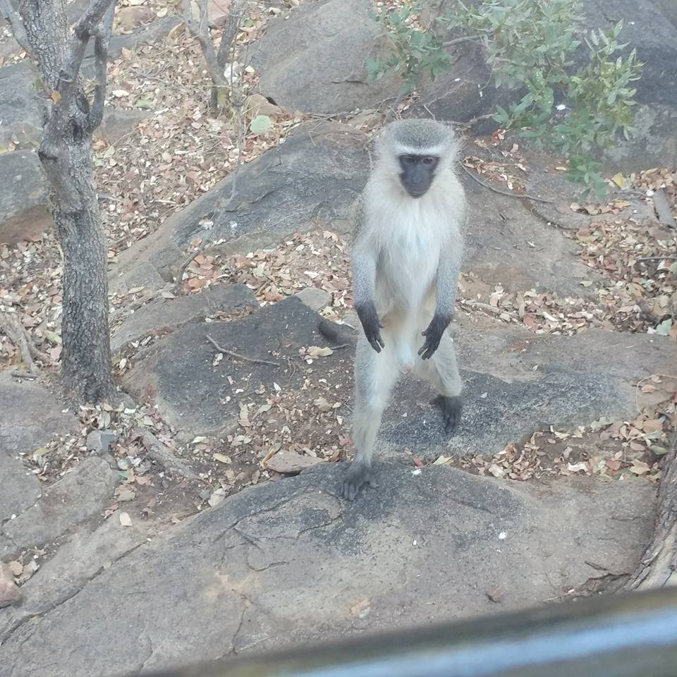 19511333_1226422140814667_2577457635342844220_n