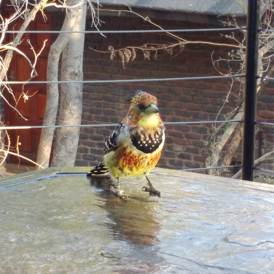 19554156_1226422087481339_4790597162265776843_n